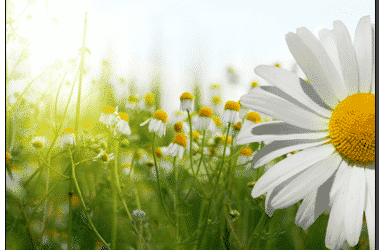 Summer Writing Activity