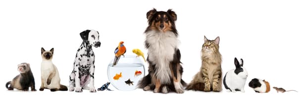 Writing Prompts about Pets